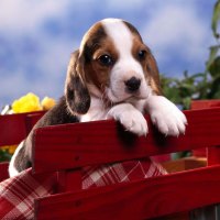 Cute beagle