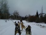 Dogsledding On Day Off