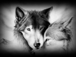 Wolf's love