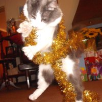 Dancing Christmas Cat