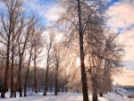trees in winter