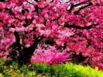BEAUTY of SPRING