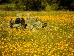 wildflowers and cactus