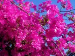 Beautiful bougainvillea
