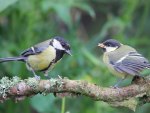 Great Tits