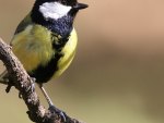 Great Tit
