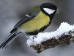 Great Tit