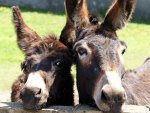 Donkeys