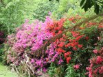 Trengwainton Gardens, Cornwall