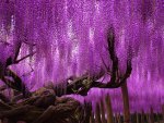 wisteria fantasy