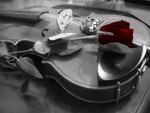 Red Rose & Violin