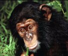 cute chimp
