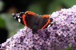 Red admiral butterfly