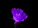 Purple-Rose