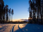 Forest Path in Winter