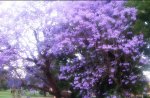 jacaranda
