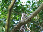 British Gray Squirrel