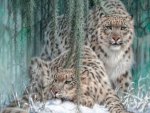 âœ°Snow Leopardsâœ° 