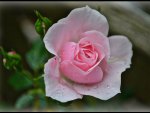 A pretty little rose bud