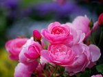 PINK ROSES