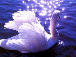 WHITE SWAN