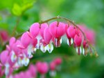 Bleeding Heart