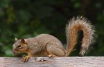 Squirrel On The Alert