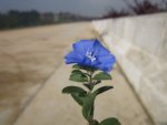 Blue Flower