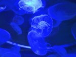 blue jelly fish dream