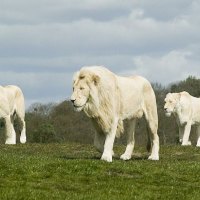White Lions