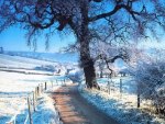 winter landscape