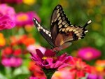 Butterfly on Flowers