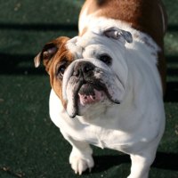 english bulldog