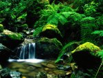 Creek Waterfalls