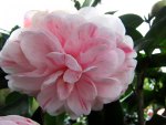 Camellia japonica