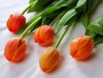 Orange Tulips
