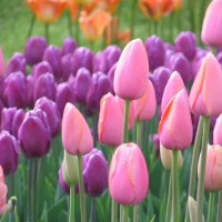 Pink Tulips