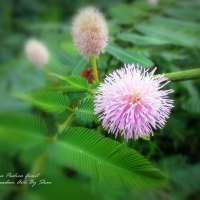 Mimosa Pudica