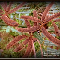 Seed of Mimosa Pudica