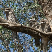 Frogmouth Owls