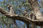 Frogmouth Owls