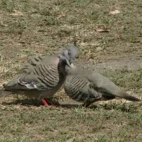 Crested Pigeons