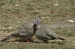 Crested Pigeons