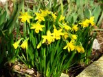 daffodils