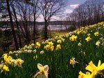 daffodil hill