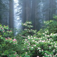 Redwoods, Blooming Rhododendrens, California