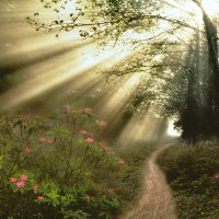 THE MORNING LIGHT AT OLYMPIC NATIONAL PARK