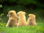 Three Cute Puppies