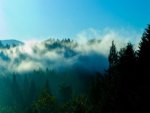 Coastal Fog Hugs the Redwoods   Redwood National Park