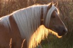 Horse in the Sunset